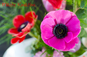 Anemone Miasto Kwiatów